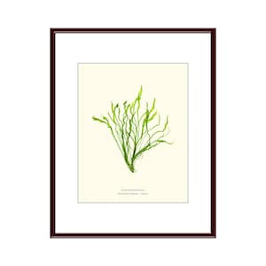 Pressed Seaweed Print, Ulva Intestinalis, Boothbay Harbor, Maine.    Item # 23610ep.