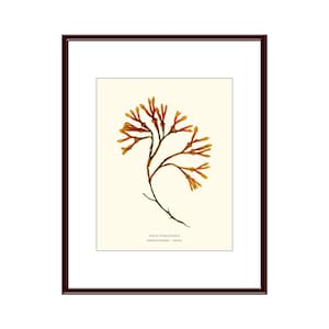 Pressed Seaweed Print, Fucus Vesiculosus, Sebasco Harbor, Maine.  Item # 23410ep.