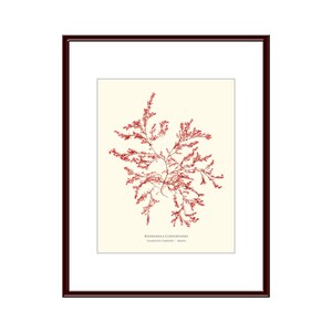 Pressed Seaweed Print, Rhodomela Confervoides, Falmouth Foreside, Maine.  Item # 25115ep.