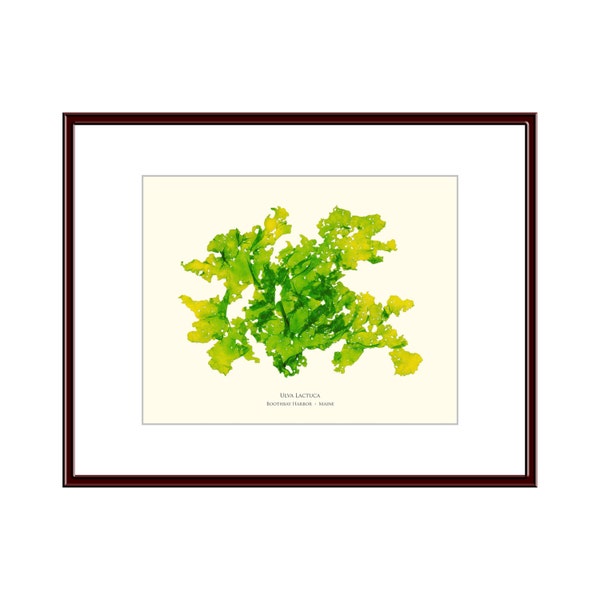 Pressed Seaweed Print, Ulva Lactuca (Sea Lettuce), Boothbay Harbor, Maine.  Item # 30601ep.