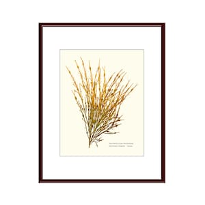 Pressed Seaweed Print, Ascophyllum Nodosum, Boothbay Harbor, Maine.  Item #40309 ep.