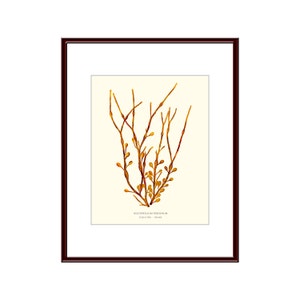 Pressed Seaweed Print, Ascophyllum Nodosum, Casco Bay, Maine.  Item # 20107 ep.