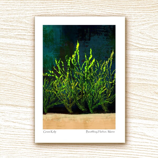Frameable 5 x 7" Blank Note Card, Print of Grass Kelp, Boothbay Harbor, Maine.   Card #120