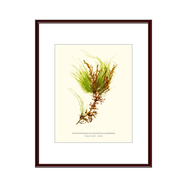 Pressed Seaweed Print, Ulva Intestinalis on Ascophyllum Nodosum, Basket Island, Maine.    Item # 31003ep.