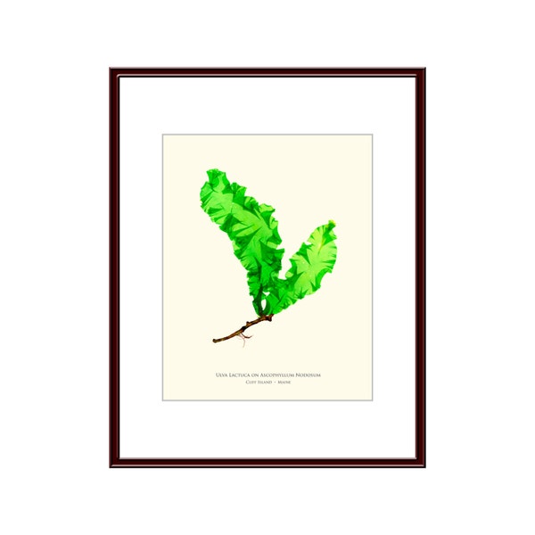 Pressed Seaweed Print, Ulva Lactuca on Ascophyllum Nodosum, Cliff Island, Maine.  Item # 22011ep.