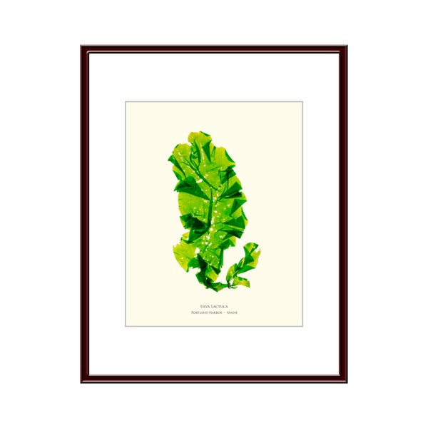 Pressed Seaweed Print, Ulva Lactuca, Portland Harbor, Maine.  Item #26305 ep.