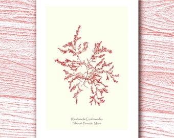 Frameable 5 x 7" Blank Note Card, Print of Rhodomela Confervoides, Falmouth Foreside, Maine.  Card #23