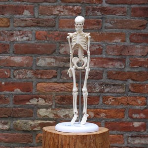 Może przedstawiać: Szczegółowy, naturalnej wielkości model anatomiczny szkieletu, stojący na białej podstawie. Model wykonany jest z białego tworzywa sztucznego i jest prezentowany na tle czerwonej ceglanej ściany. Szkielet jest zamontowany na metalowym pręcie.
