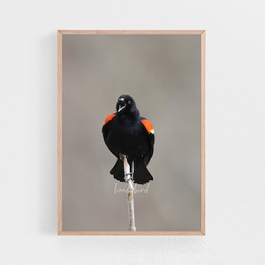 Red-winged Blackbird | Blackbird Nature Photography | Bird Wildlife Art