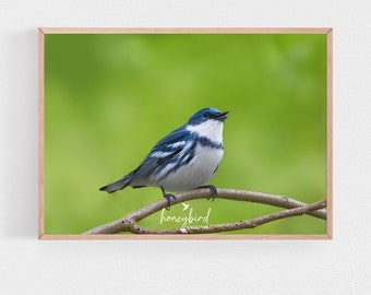 Cerulean Warbler Print | Spring Warbler Photography | Bird Wildlife Art