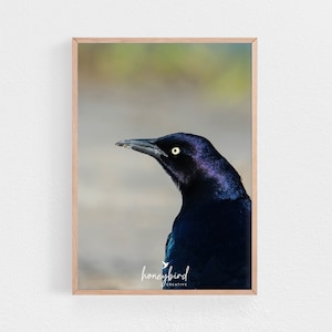 Boat-tailed Grackle | Blackbird Beach Photography | Bird Wildlife Art