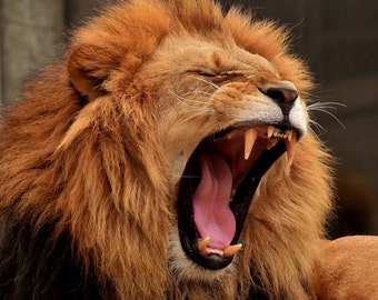 Free Free 99 Lion Mouth Svg SVG PNG EPS DXF File