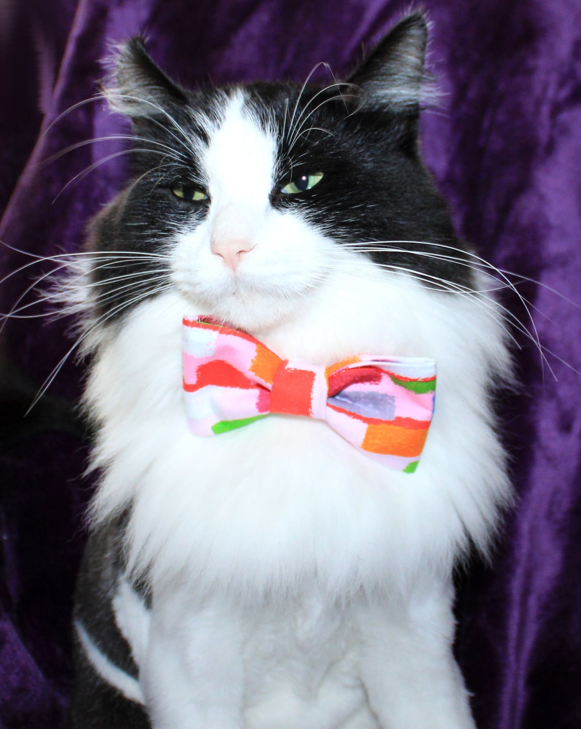 petsmart cat bow tie
