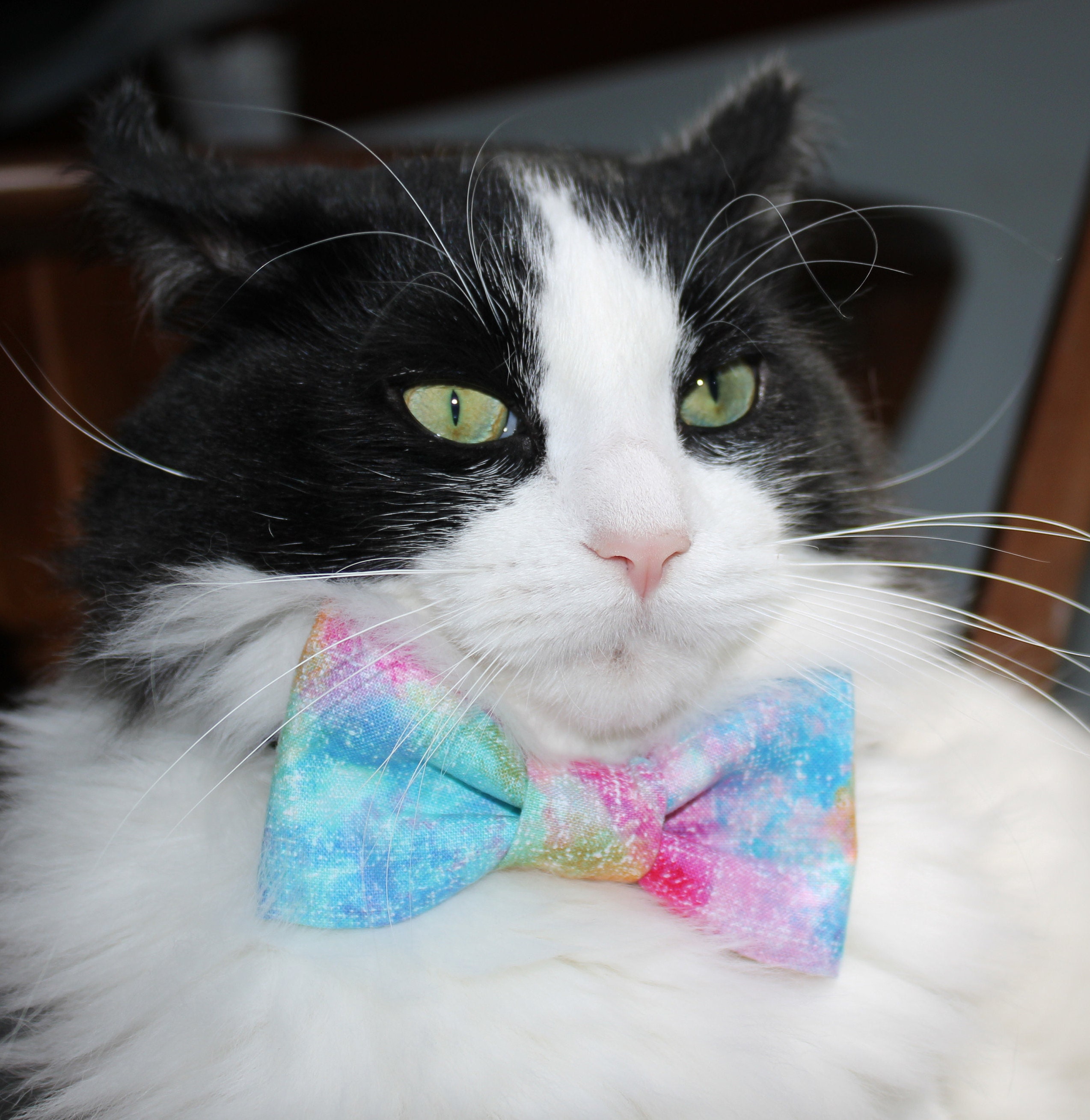 Cat Bow Tie Colorful Rainbow Blend Pattern Bow Tie Attached Etsy