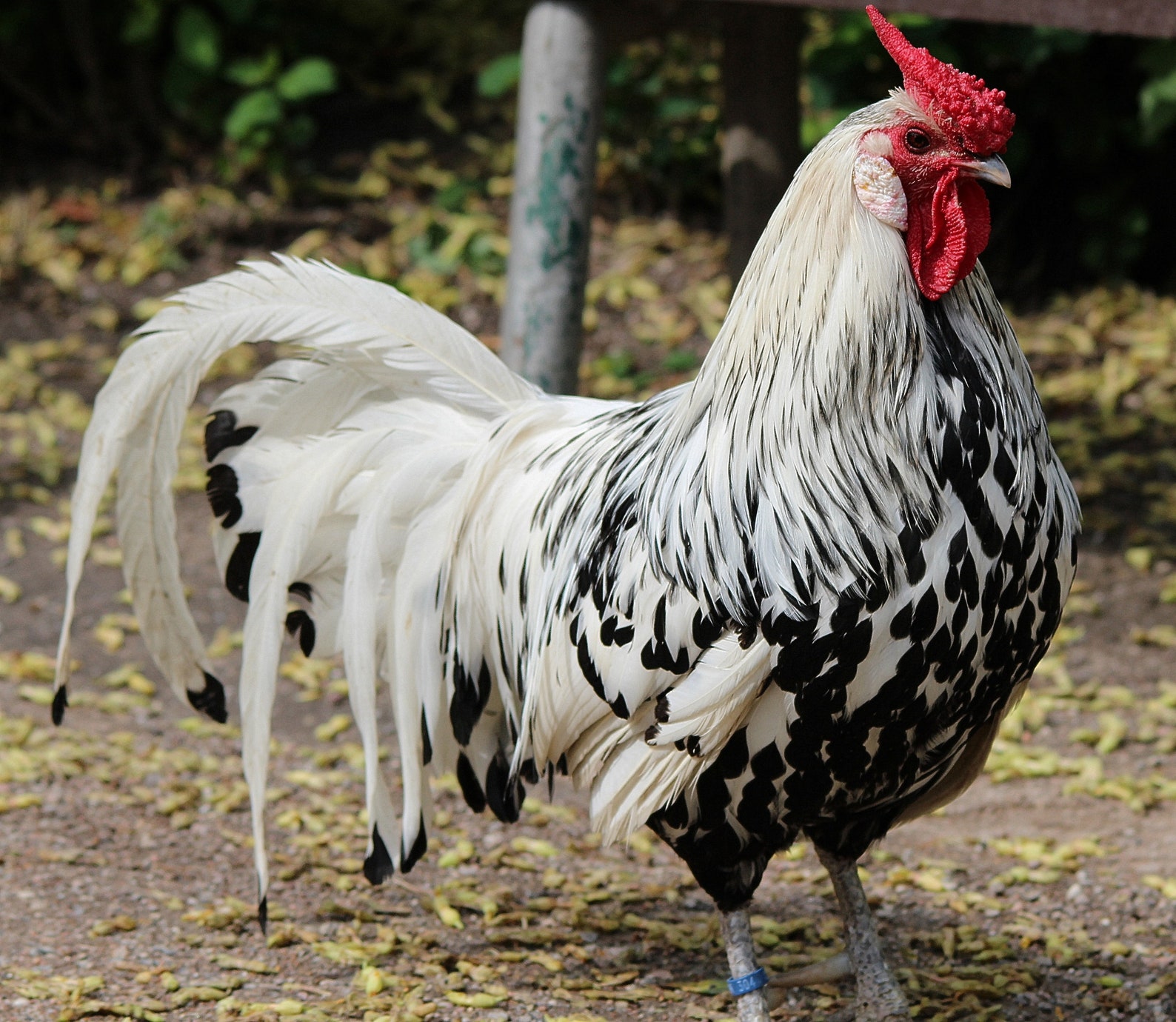Chicken Fabric Panel 100 Cotton Fabric Panel Etsy