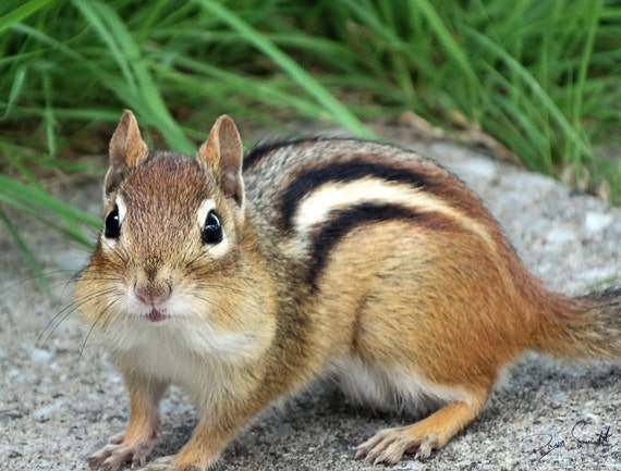 chipmunk basic for mac chipmunk basic for mac