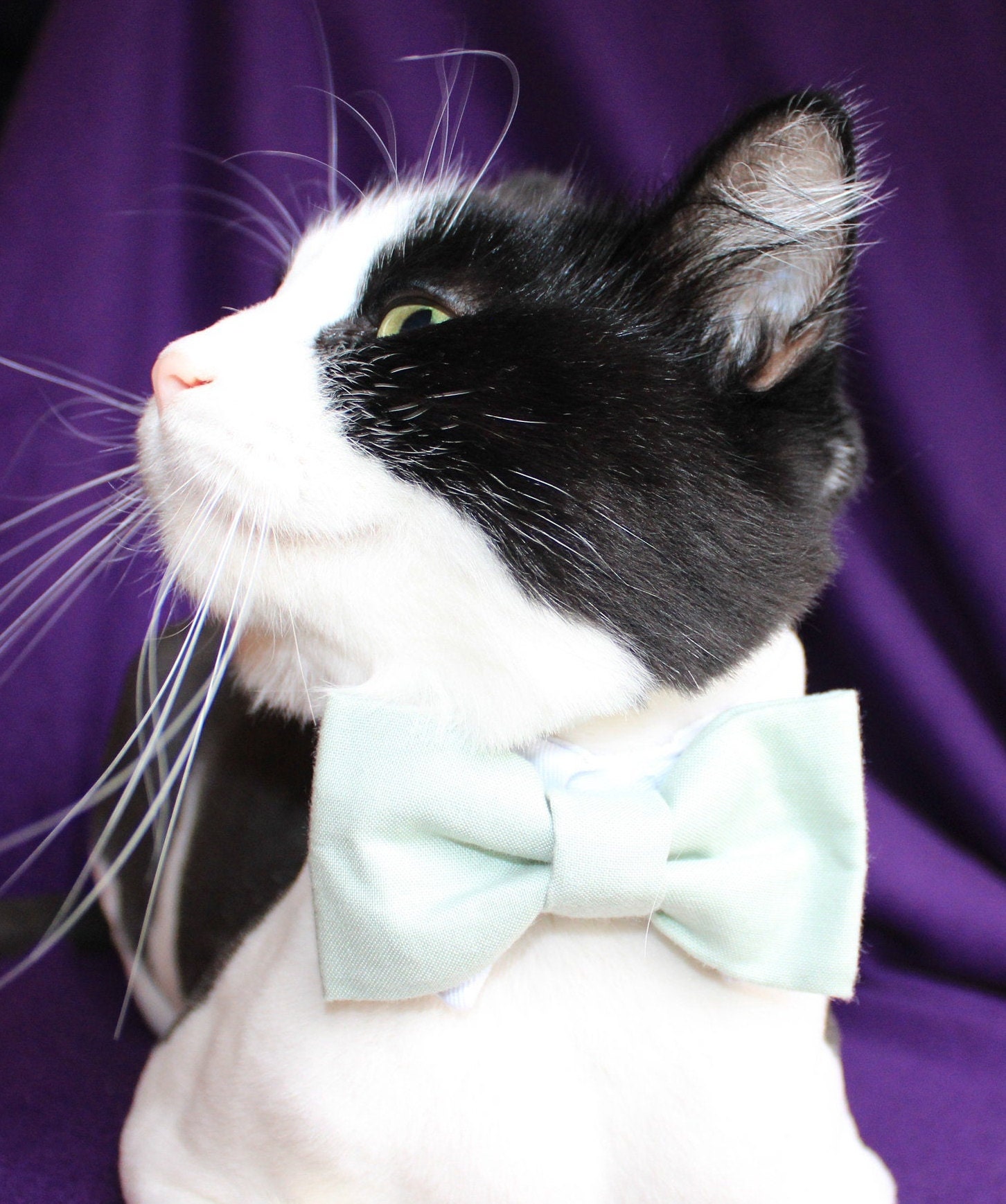 Cat Seafoam Green Cotton Bow Tie & White Shirt Collar Small Etsy