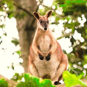 May include: A reddish-brown kangaroo with a white belly sits on a branch with green leaves. The kangaroo is looking directly at the camera.