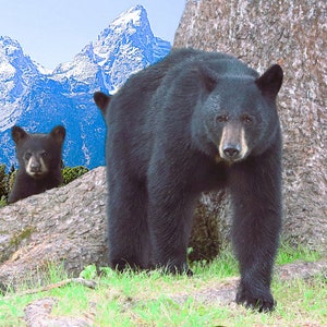 Black Bears Grand Teton Mountains Trees National Park Wildlife Mama with Bear Cub Fabric Quilt Block Panel