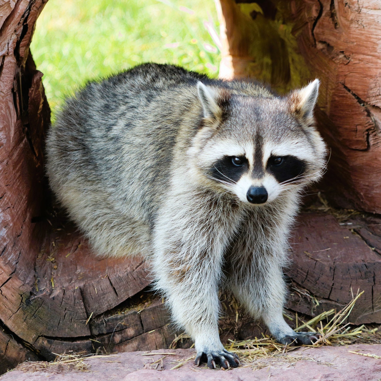 Fallen Racoon Woodland Raccoon Standing in Fallen Log Forest Girls Boys Wildlife ...
