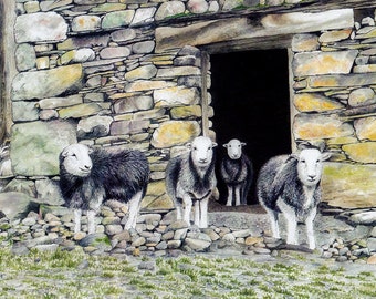 Kartka z pozdrowieniami: „Stodoła Herdwick” – kartka z owcami, owce Herdwick, uśmiechnięte owce, stodoła, Kumbria, Kraina Jezior, z obrazu Dave’a Marsha