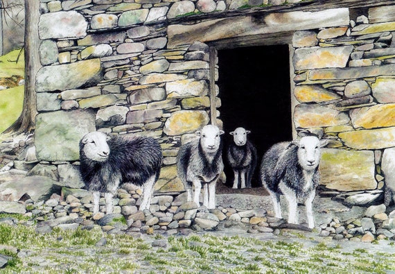 Greetings card: "Herdwick barn" -  sheep card, Herdwick sheep, smiling sheep, barn, Cumbria, Lake District, from a painting by Dave Marsh