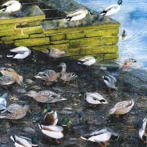 Carta di saluti: "anatre cena" - carta di uccelli anatre alimentazione, pane, fiume, da un dipinto di Dave Marsh