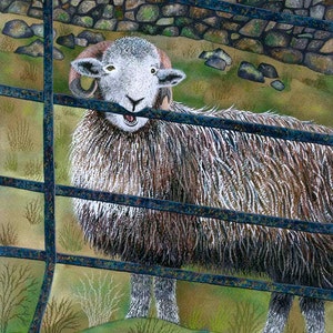 Cartolina d'auguri: "Difficoltà iniziale" - carta pecore, pecore di Herdwick pecore, Lake District, pittura, scheda dell'animale, da un dipinto di Liz Marsh