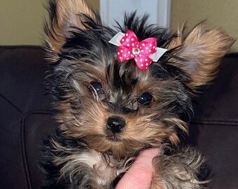 Scruffy Dog Inspired Hair Bow