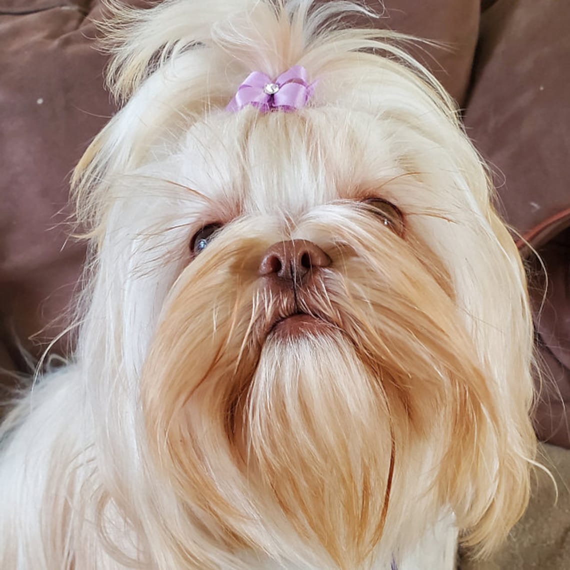Small Dog Hair Bows Many Colors Shih tzu hair yorkie hair Etsy
