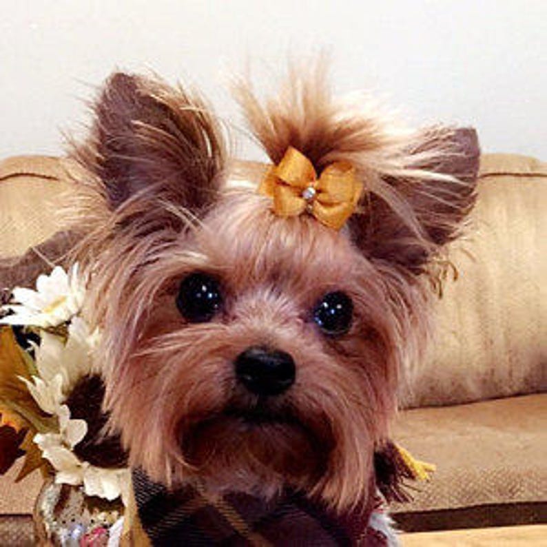 Dog With Pink Bow
 Small Dog Hair Bows Happy Pink dog bows dog hair bow small