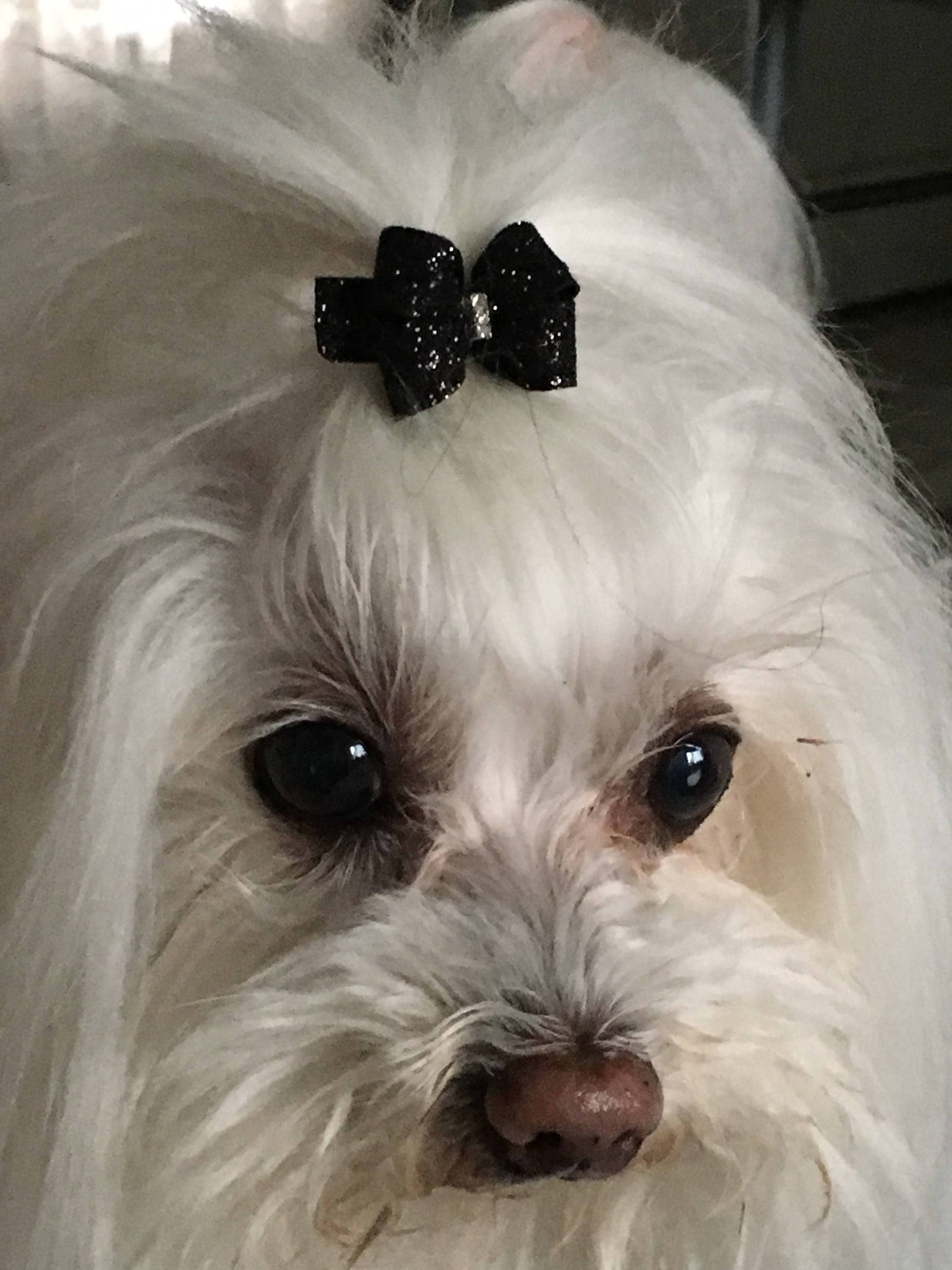Small Dog Hair Bow Checked Hair Bows Dog Hair Bows Maltese Etsy