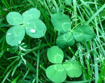 Cheap Shipping! Real Four Leaf Clover Good Luck Charm - Wildcrafted Natural Lucky Clover Curio - Magic Amulet, Handpicked Good Luck Token