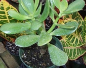 Jade Plant Commonly Known as Lucky Plant or Money Plant (Live Bare root Plant)
