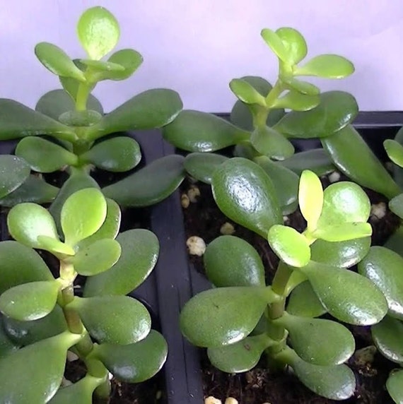 Mini Leaf Jade Plant Crassula Easy To Grow 1 75 Etsy