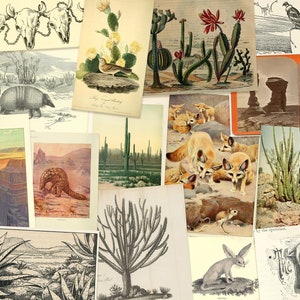Zestaw do druku Vintage Desert, ponad 55 ilustracji pustyni do dziennika artystycznego, dziennika śmieci, notatnika podróżnego, dziennika przyrodniczego, kolażu