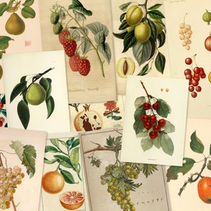 Vintage Obst Garten Ephemera Kit, 44 Teile Obst Ephemera Kunst Journal Junk Journal Kochbuch Ephemera Geschenk für Küche Hexe