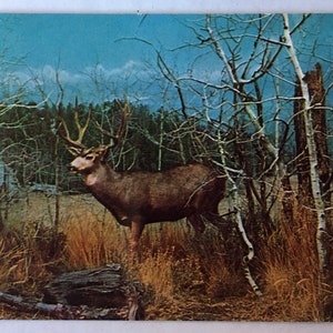 Mule Deer Exhibit Male, Pikes Peak in Winter Vintage Postcard - Denver Museum of Natural History - Winter in Colorado Outdoor Lover Gift