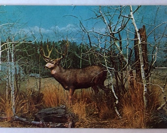 Mule Deer Exhibit Male, Pikes Peak in Winter Vintage Postcard - Denver Museum of Natural History - Winter in Colorado Outdoor Lover Gift