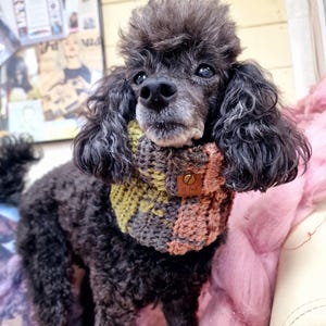 May include: A black poodle wearing a multi-colored knitted scarf with a brown leather tag that says "The Paw." The dog is sitting on a pink fuzzy surface.