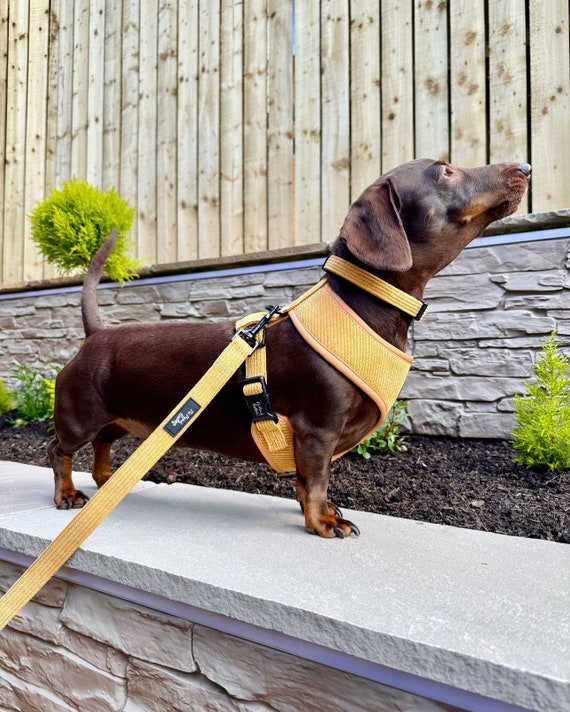 Pet Lovers Yellow Ribbon On Dog Leash Meaning Personalized Solid