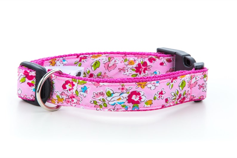 pink collar and lead
