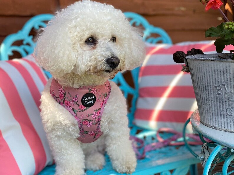 Cherry Blossom Puppy Dog Harness Etsy