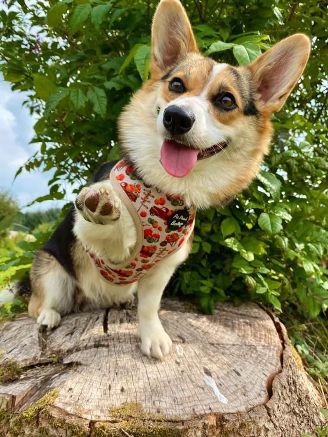 Pumpkin Patch Puppy Dog Harness XS L Etsy UK