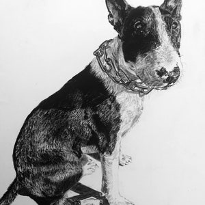 Pet Portrait