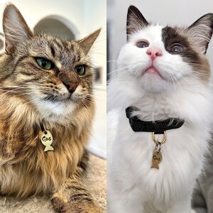 May include: Two cats wearing collars with matching gold fish-shaped tags that say "Gus". The cat on the left is brown and tabby with green eyes. The cat on the right is white with brown patches and blue eyes.