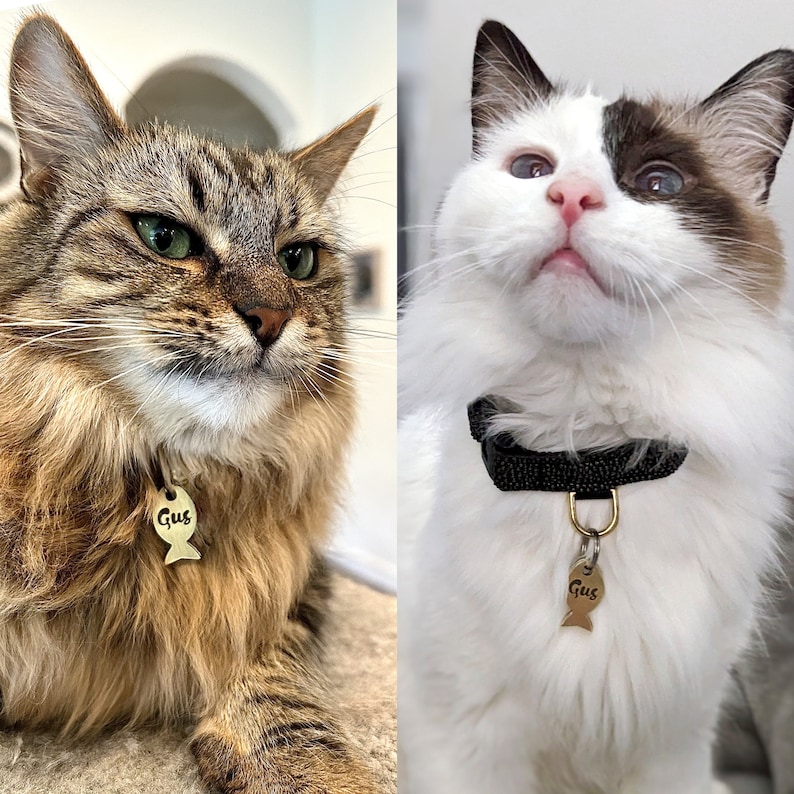 May include: Two cats wearing collars with matching gold fish-shaped tags that say "Gus". The cat on the left is brown and tabby with green eyes. The cat on the right is white with brown patches and blue eyes.