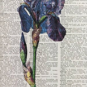 May include: A close-up of a purple and blue iris flower with a green stem and leaves. The flower is partially obscured by a vintage dictionary page with the word "brevet" highlighted. The dictionary page is filled with text about the word "brevet" and its various meanings.