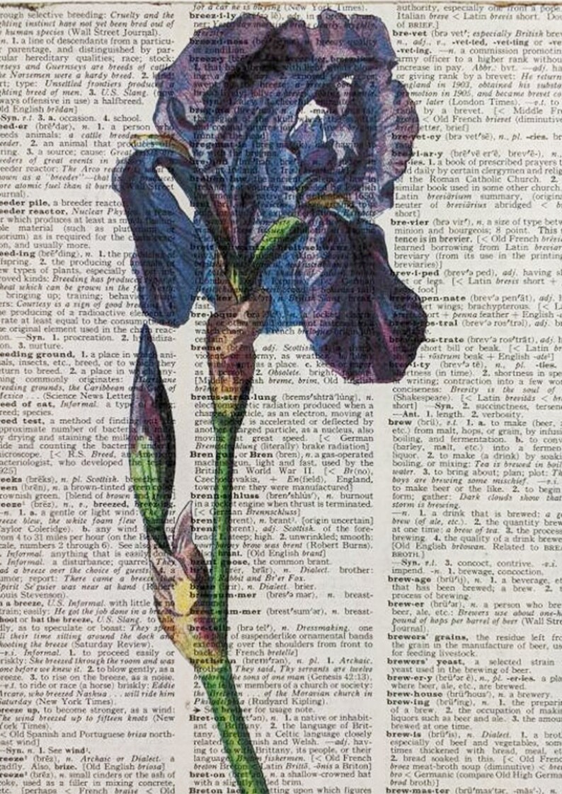 May include: A close-up of a purple and blue iris flower with a green stem and leaves. The flower is partially obscured by a vintage dictionary page with the word "brevet" highlighted. The dictionary page is filled with text about the word "brevet" and its various meanings.
