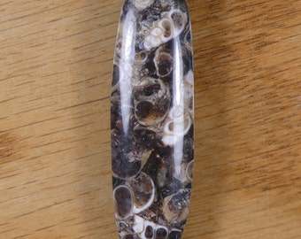 Turritella Fossil  Agate Cabochon C-2137